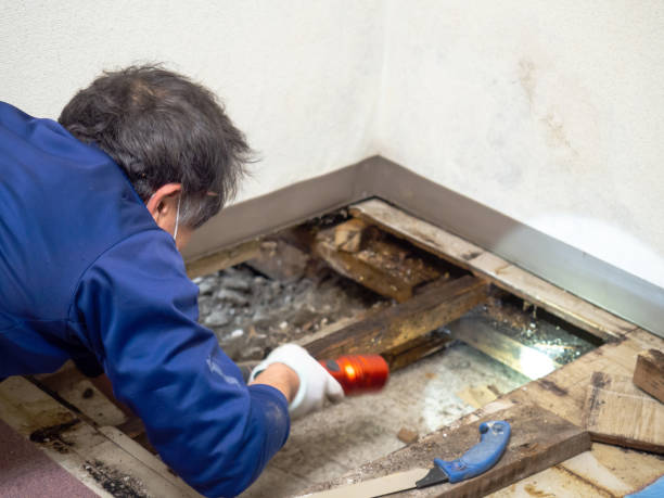 Best Same-Day Mold Removal  in Middlefield, OH