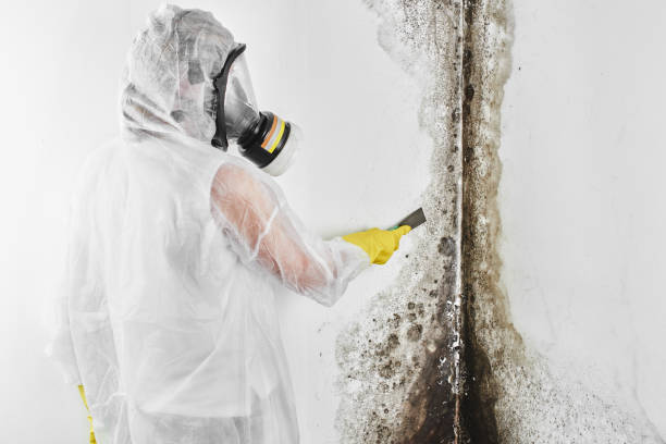 Trusted Middlefield, OH Mold Removal Experts