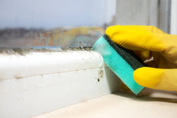 Best Emergency Mold Removal  in Middlefield, OH