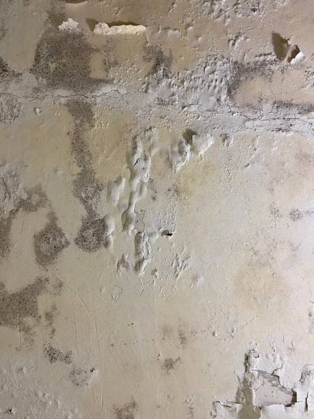 Best Residential Mold Removal  in Middlefield, OH