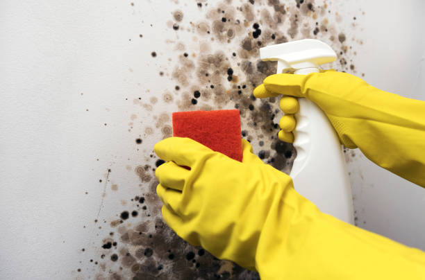 Office Mold Removal Services in Middlefield, OH