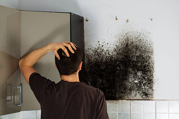 Best Mold Remediation  in Middlefield, OH