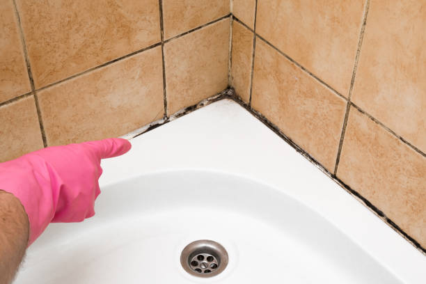 Best Local Mold Removal Service  in Middlefield, OH